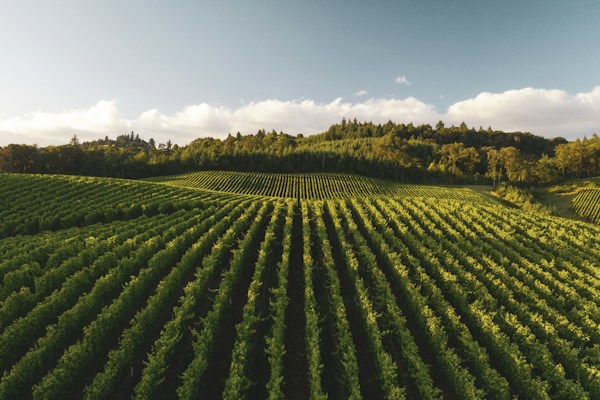Rolling farmland with rows of crops and lush green hillsides.