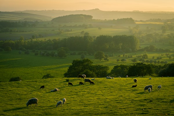 Rolling farmland landscape and grazing sheep illustrating farm location considerations